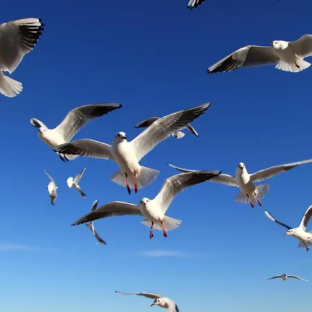 Appartementhaus Moewe Haus Moewe 1 